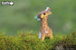 3D Wild Dier - Giraf